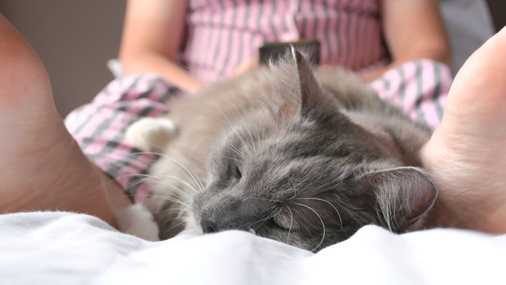 Why Do Cats Sleep at Your Feet? 5 Reasons for This Behavior
