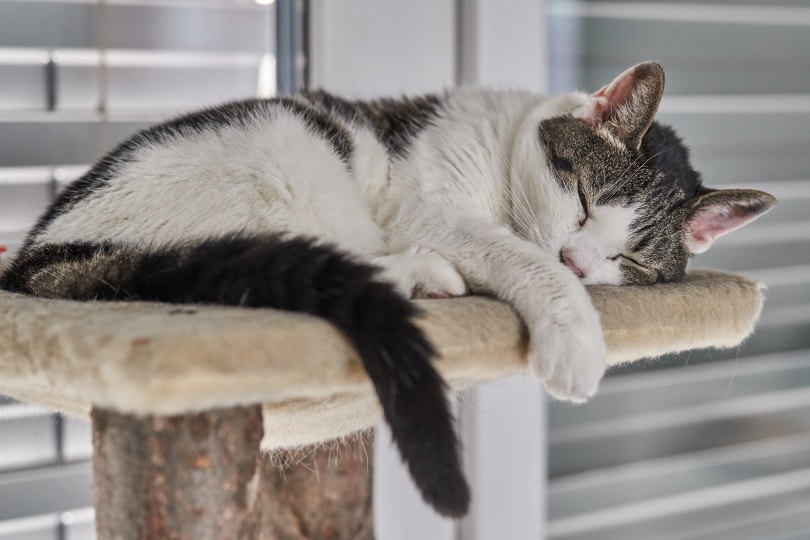 Why Do Cats Sleep So Much? Vet-Reviewed Facts & FAQs