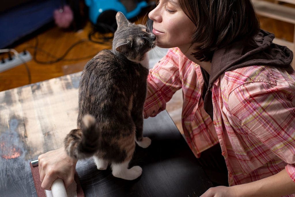 How to Get a Cat to Like You: 5 Vet-Approved Steps