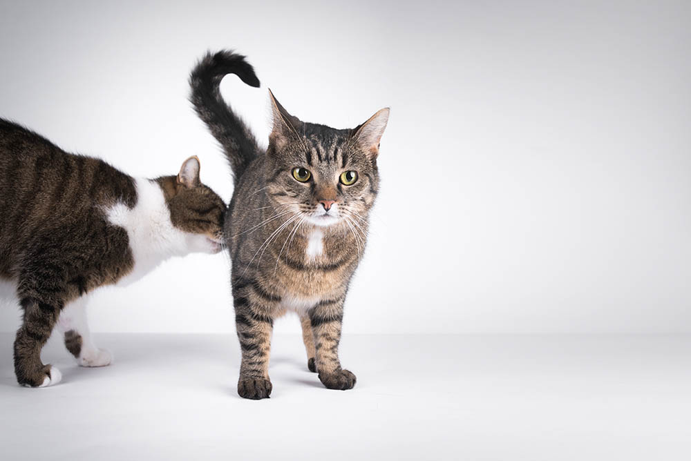 How to Tell if a Cat Needs Their Glands Expressed (Vet Answer)
