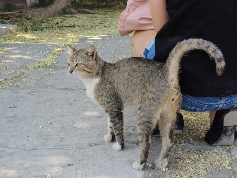 How Do Cats Show Affection? 16 Signs That Your Cat LOVES You