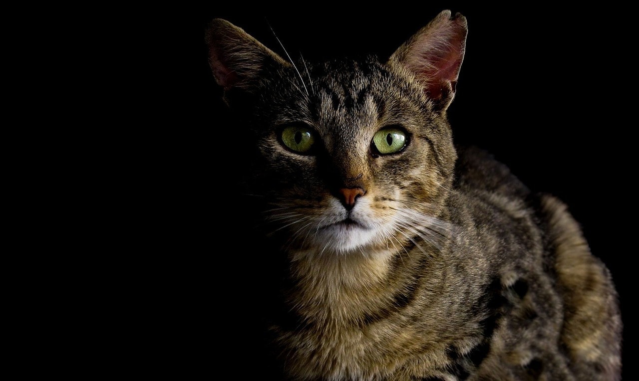 Why Do Cats Like Hiding In Dark Places? 14 Vet Reviewed Reasons
