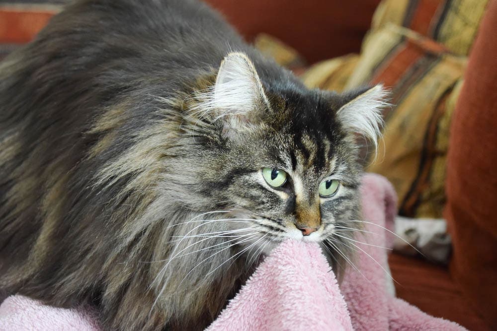 Why Do Cats Suck on Blankets? 5 Reasons for This Behavior