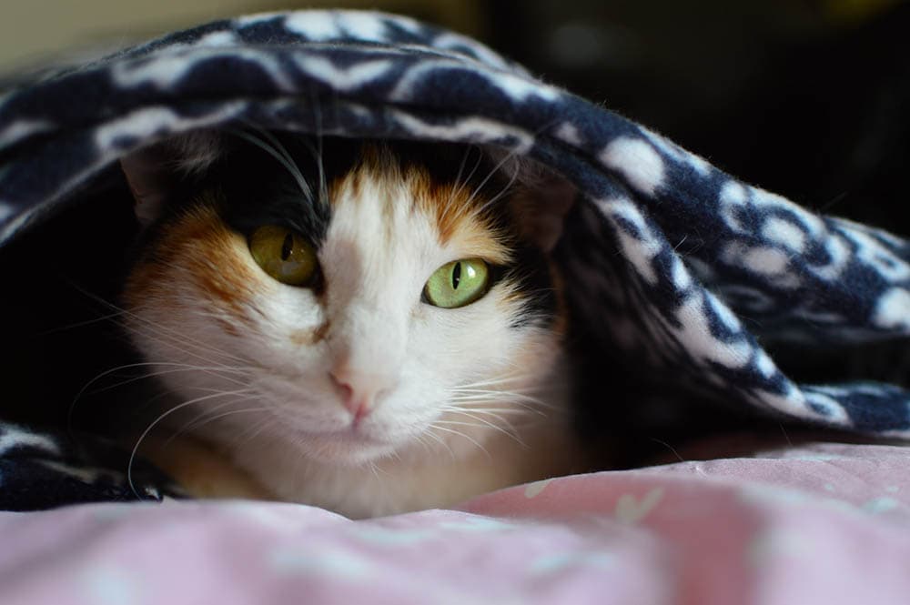 Do Cats Like Blankets? Facts & FAQ