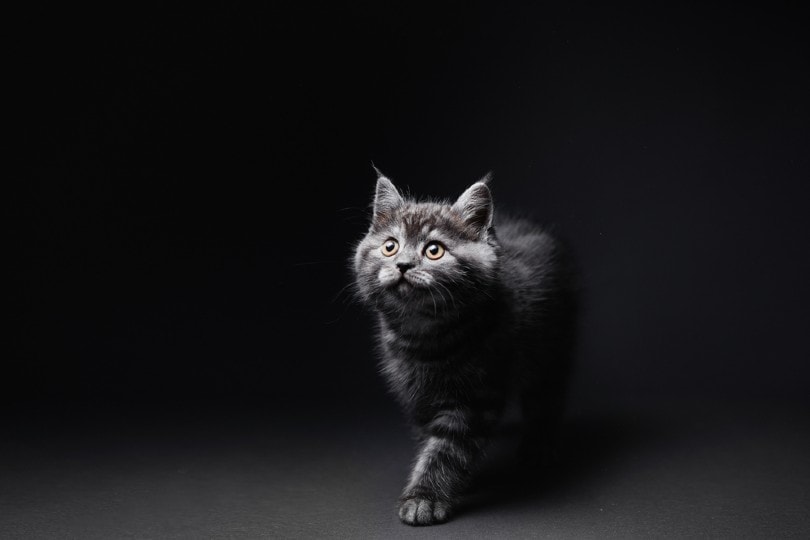 Do Cats Like the Dark? What Their Vision Tells Us