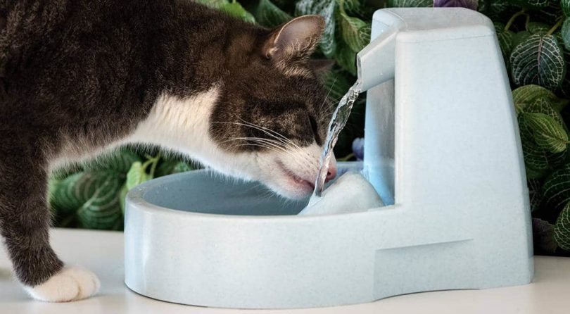 Does My Cat Need a Water Fountain? Vet Approved Benefits & Tips