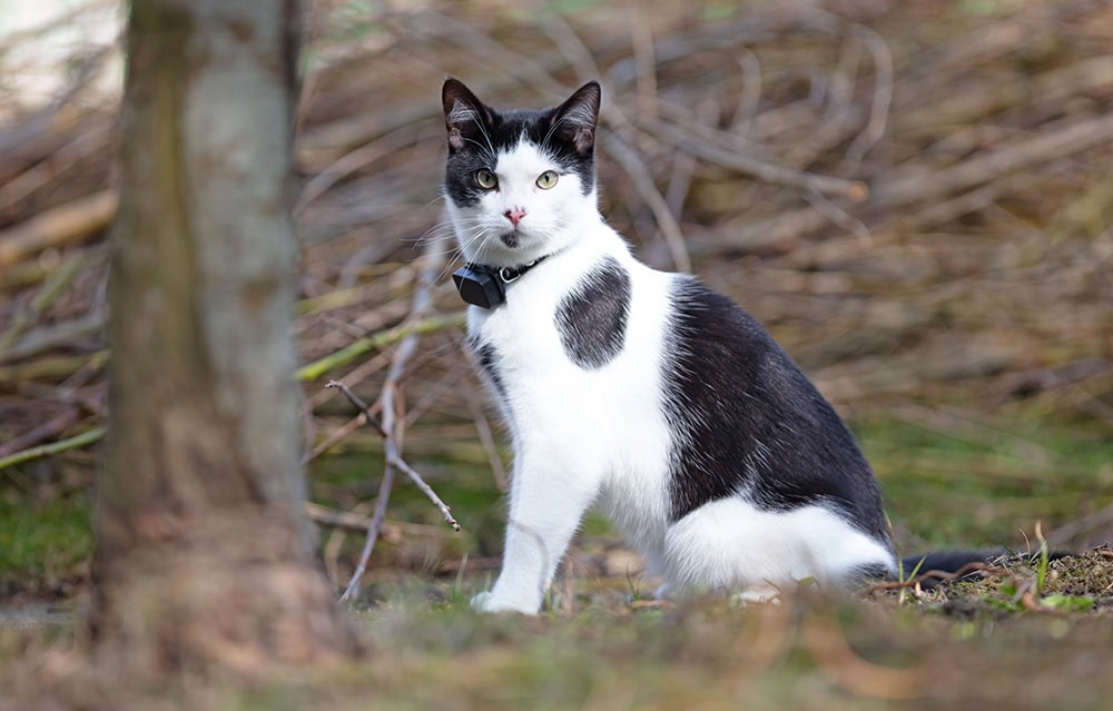 9 Best GPS Cat Trackers - 2026 Reviews & Buyers Guide