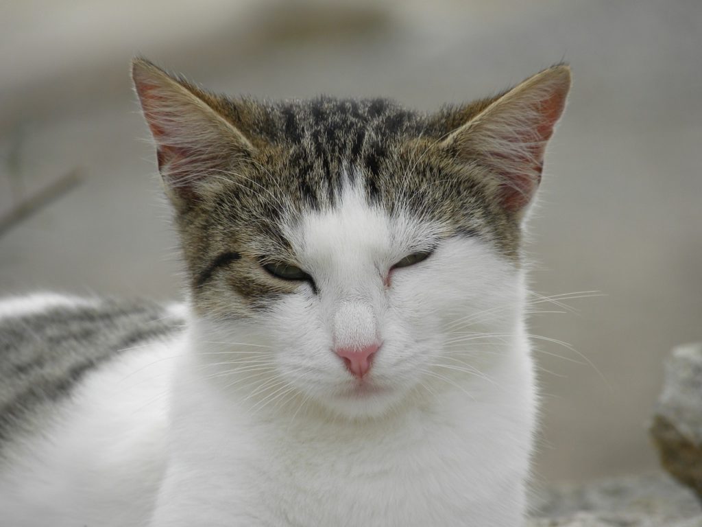 Why Does My Cat Wink at Me? Feline Behavior Explored
