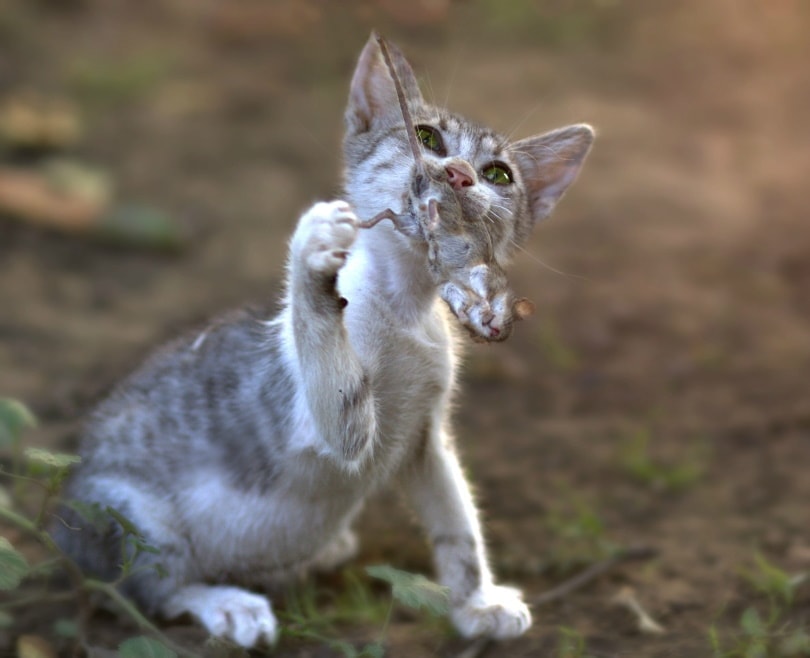 My Cat Killed a Mouse! 4 Vet-Reviewed Tips on What to Do Next