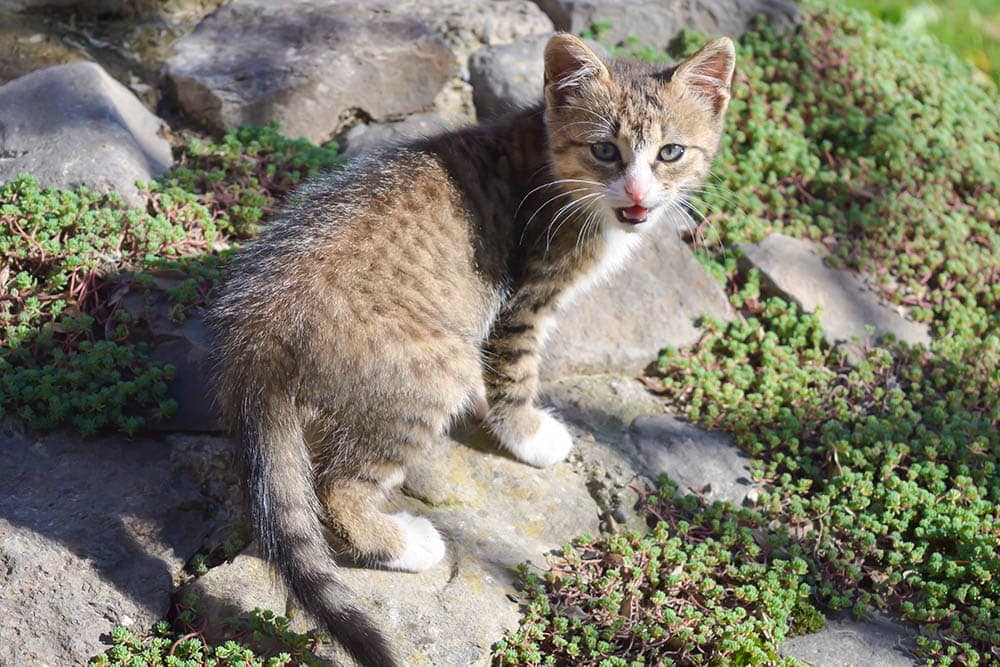 Why Do Cats Yowl? 12 Vet-Reviewed Reasons for This Behavior