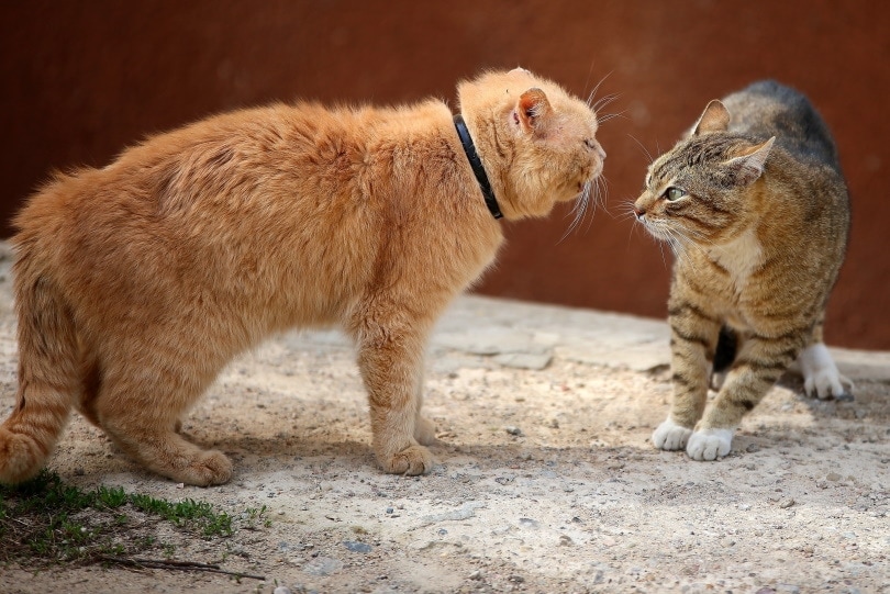 How to Stop My Cat from Bullying My Other Cat: Vet-Approved Solutions