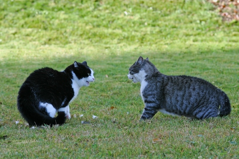 Why Do Cats Hiss at Each Other? 5 Reasons & How to Stop It