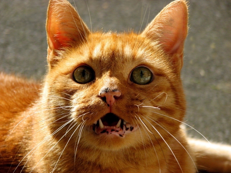 Flehmen Response in Cats: Vet Verified Facts
