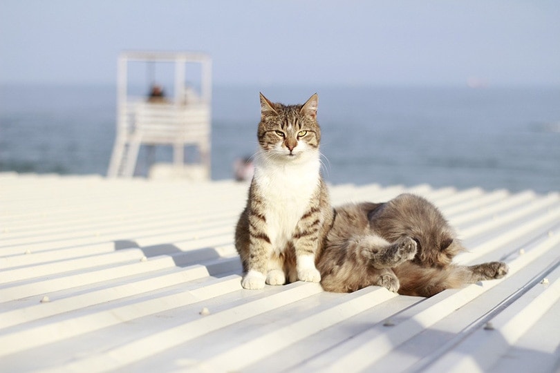 Taking Care of Your Cats at the Beach: 10 Vet-Verified Expert Tips