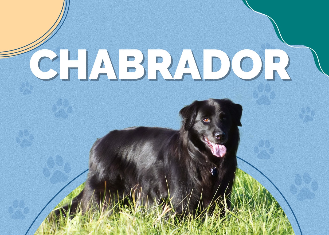 Chabrador (Chow Chow & Lab Mix): Breed Info, Pics, Facts, Traits