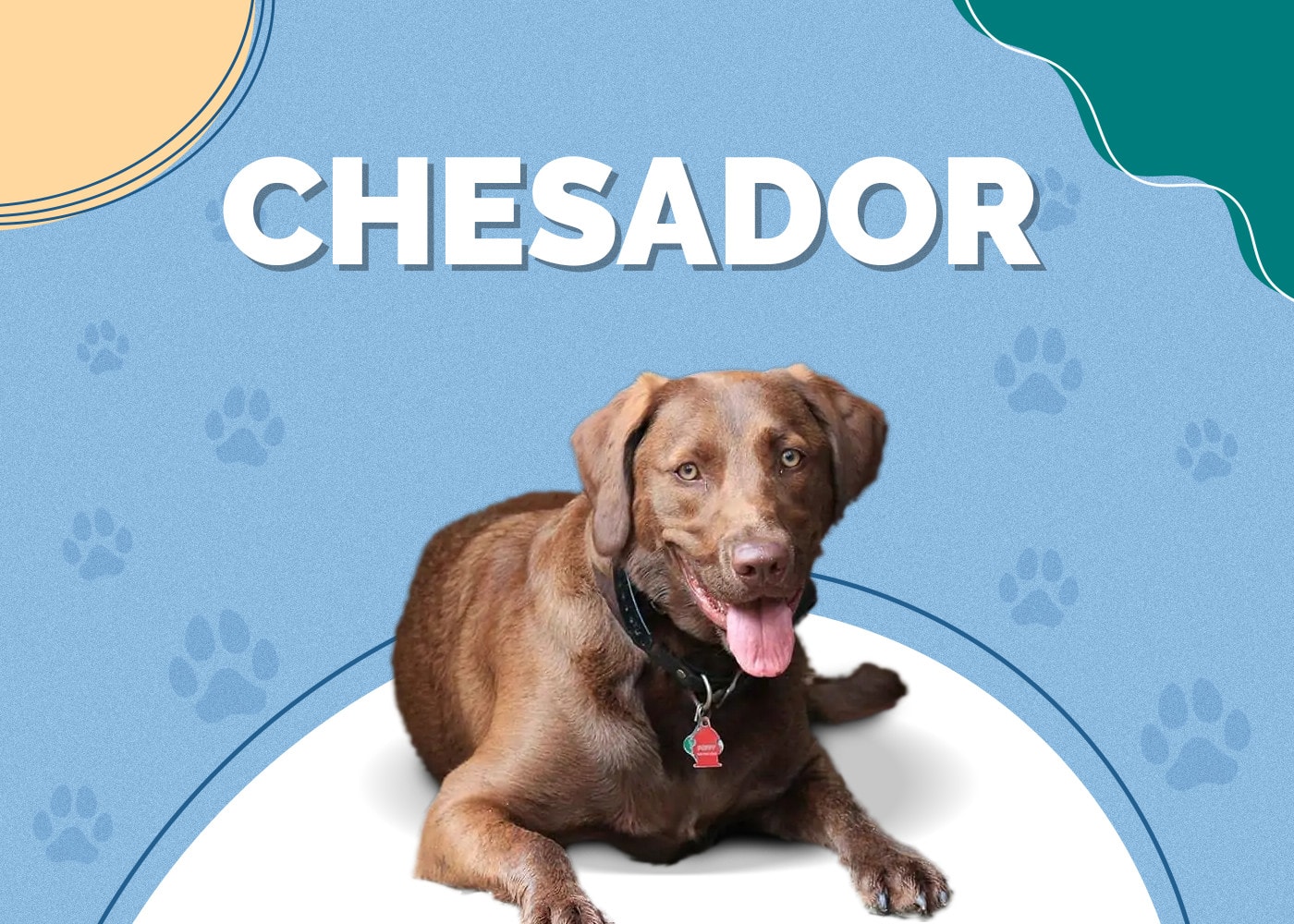 Chesador (Chesapeake Bay Retriever & Lab Mix): Info, Pictures, Care & More