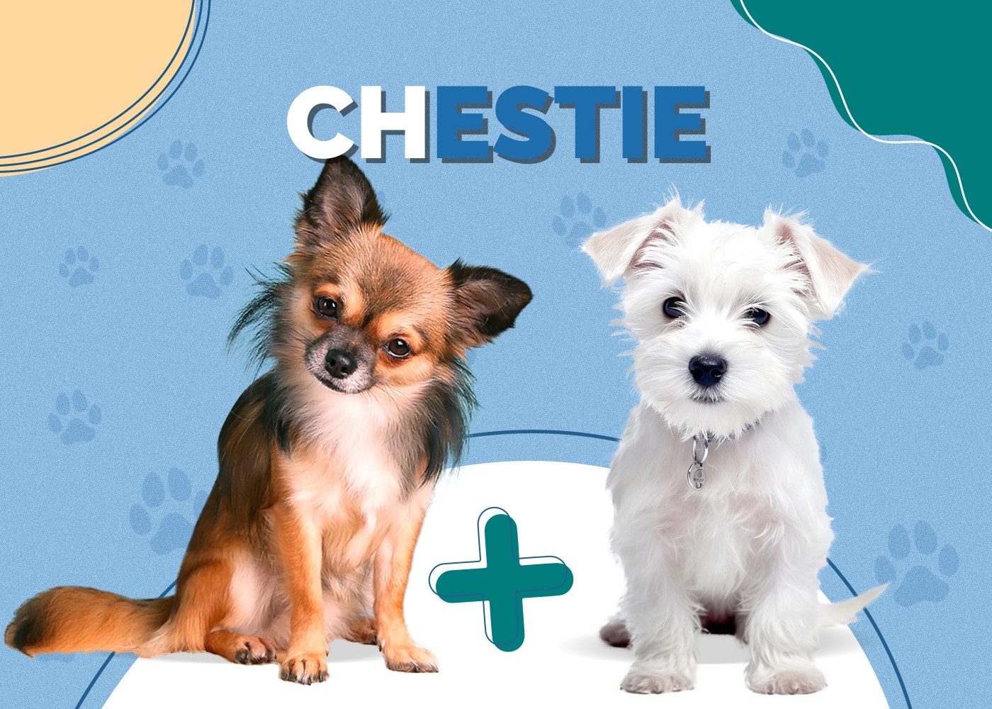 Chestie (Chihuahua & Westie Mix) Info, Pictures, Traits, Facts