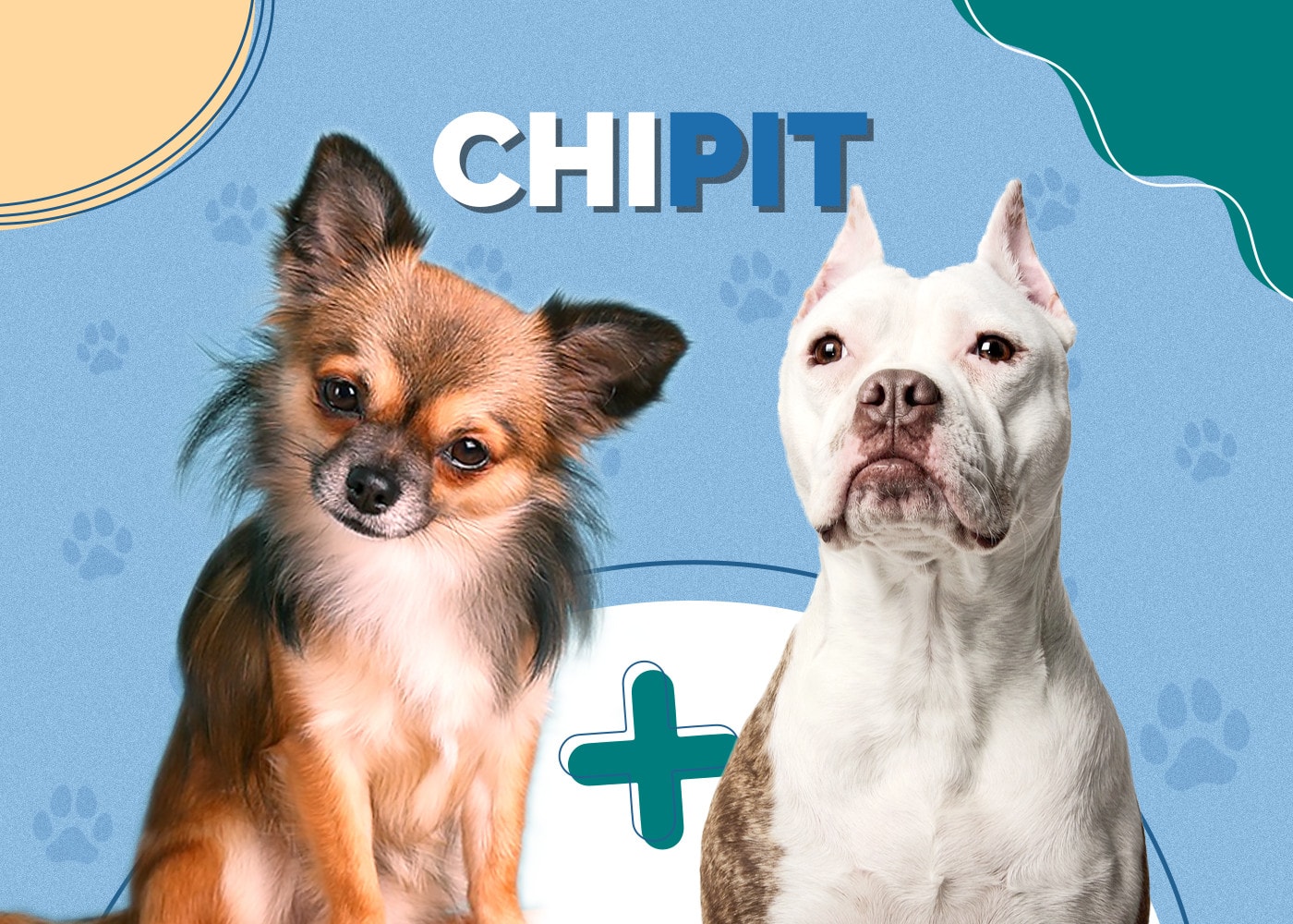 Chipit (Pitbull & Chihuahua Mix): Info, Pictures, Traits