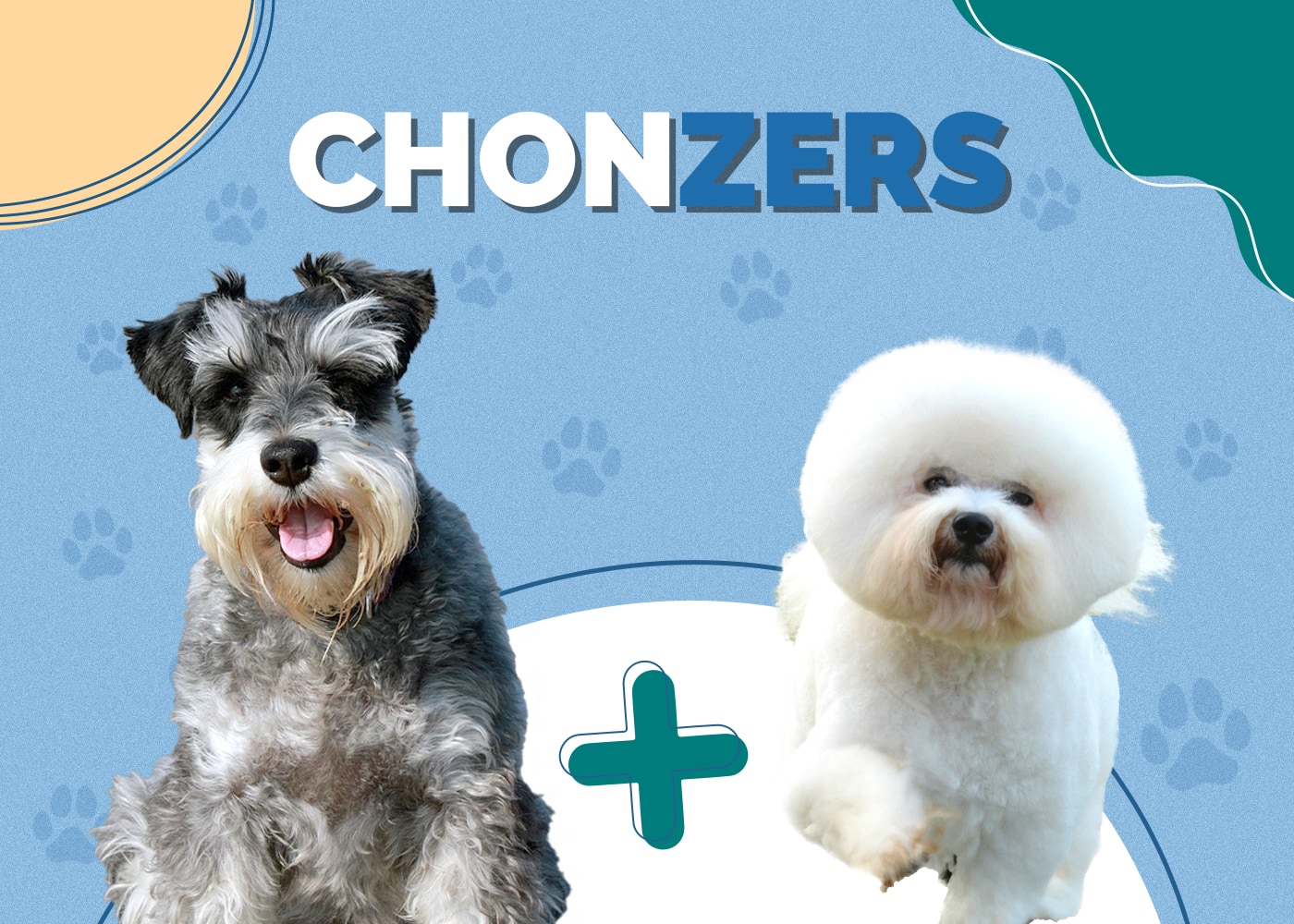 Chonzer (Miniature Schnauzer & Bichon Frise Mix): Info, Pictures & More