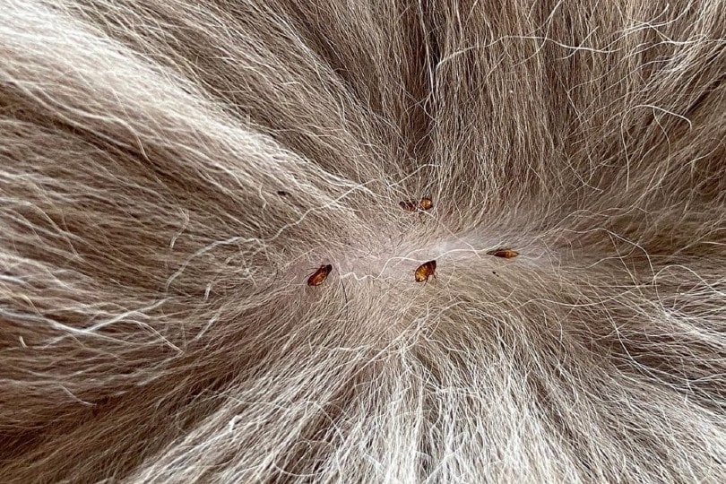 How Do Cats Get Fleas When They Don’t Go Outside? 8 Likely Ways