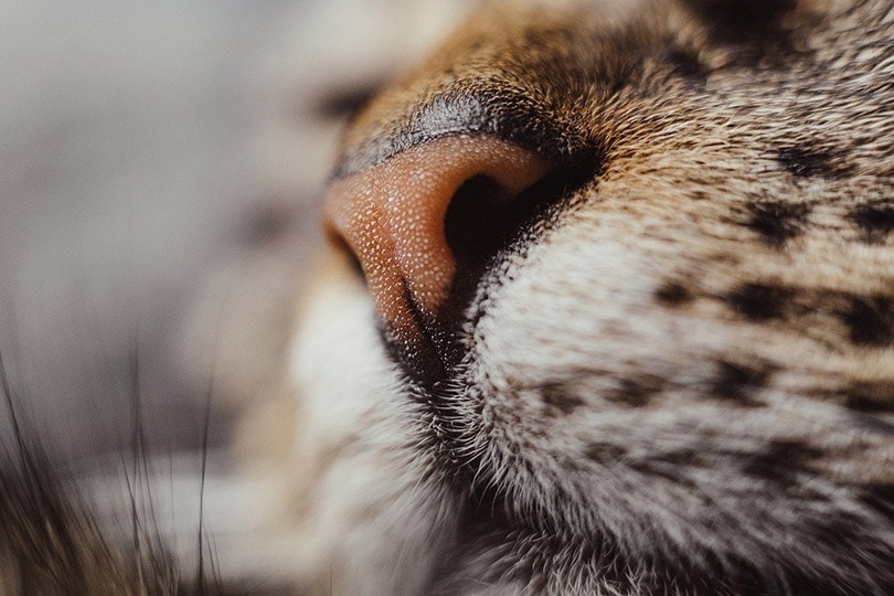 close up of a cat's nose