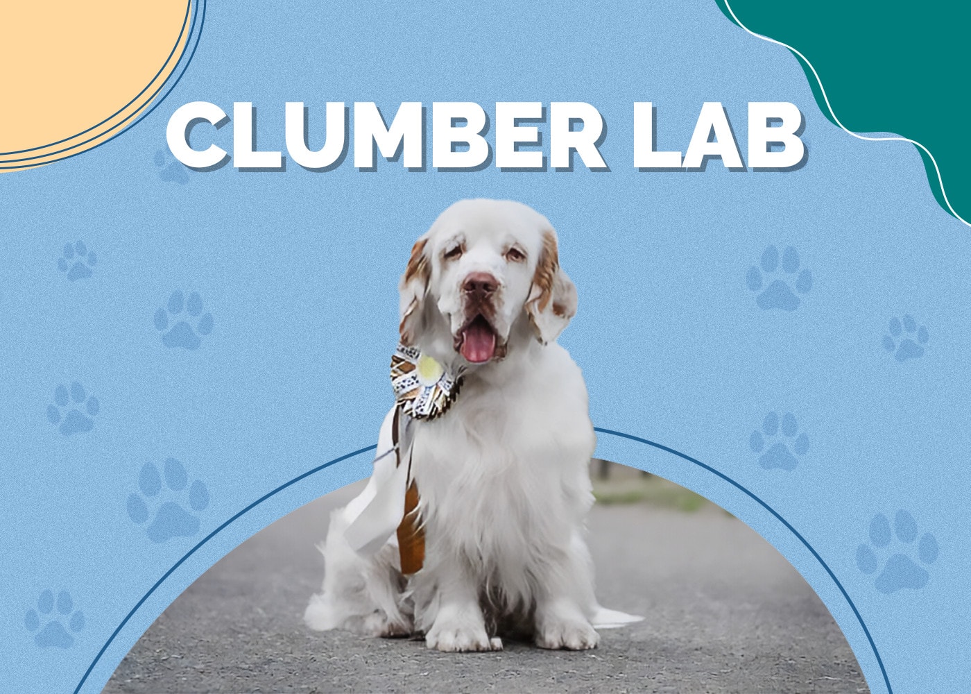 Clumber Lab (Clumber Spaniel & Labrador Mix): Info, Pictures, Traits