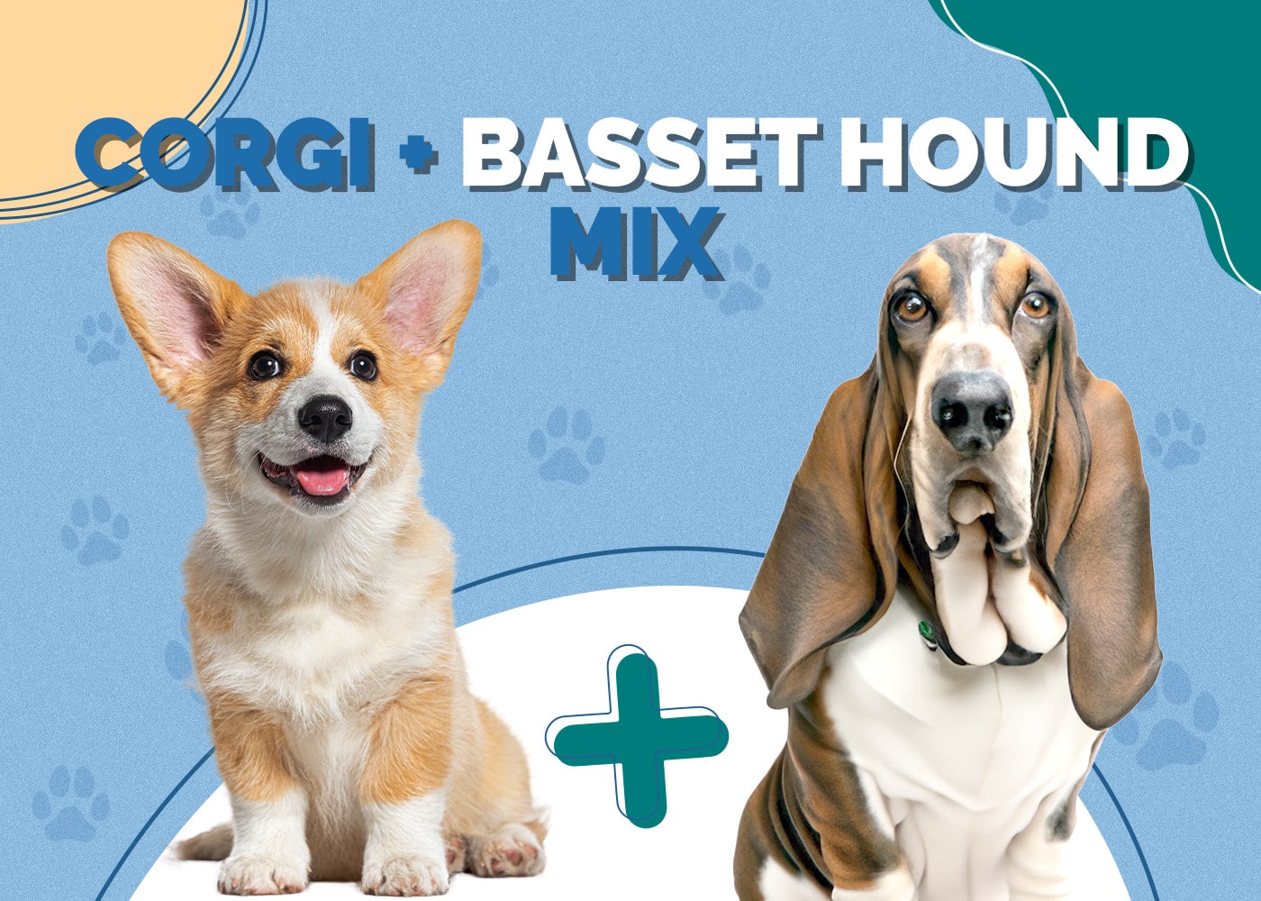 Corgi & Basset Hound Mix: Info, Pictures, Personality, & Facts