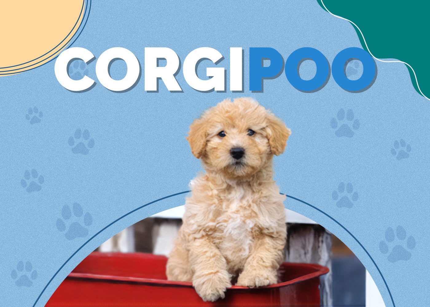 Corgipoo (Corgi & Poodle Mix): Info, Pictures, Facts & Traits