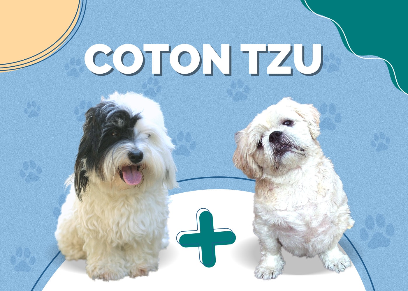 Coton Tzu (Coton de Tulear & Shih-Tzu Mix): Info, Pictures, Traits