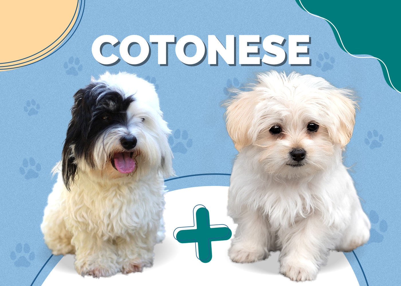 Cotonese (Coton de Tulear & Maltese Mix): Info, Pictures, Traits
