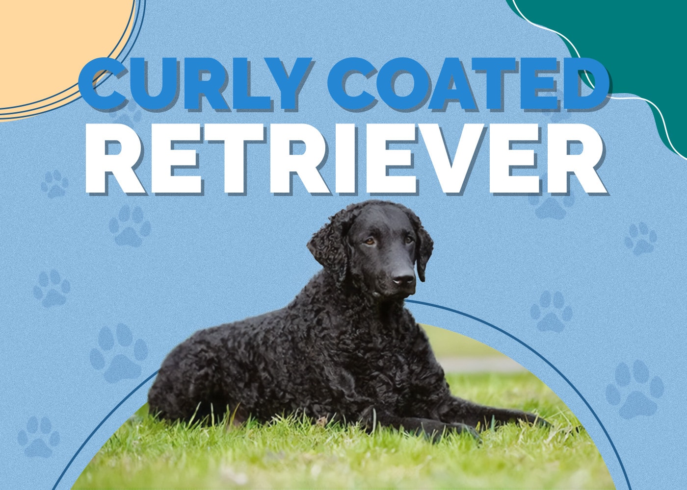 Curly Coated Retriever | Dog Breed Info: Pictures, Traits & Facts