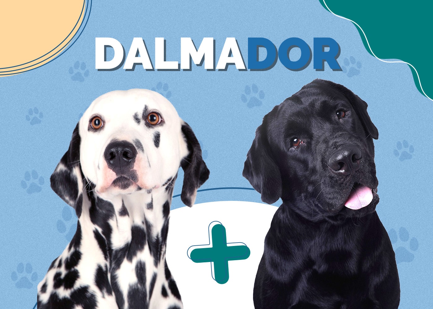 Dalmador (Labrador & Dalmatian Mix): Info, Pictures, Facts
