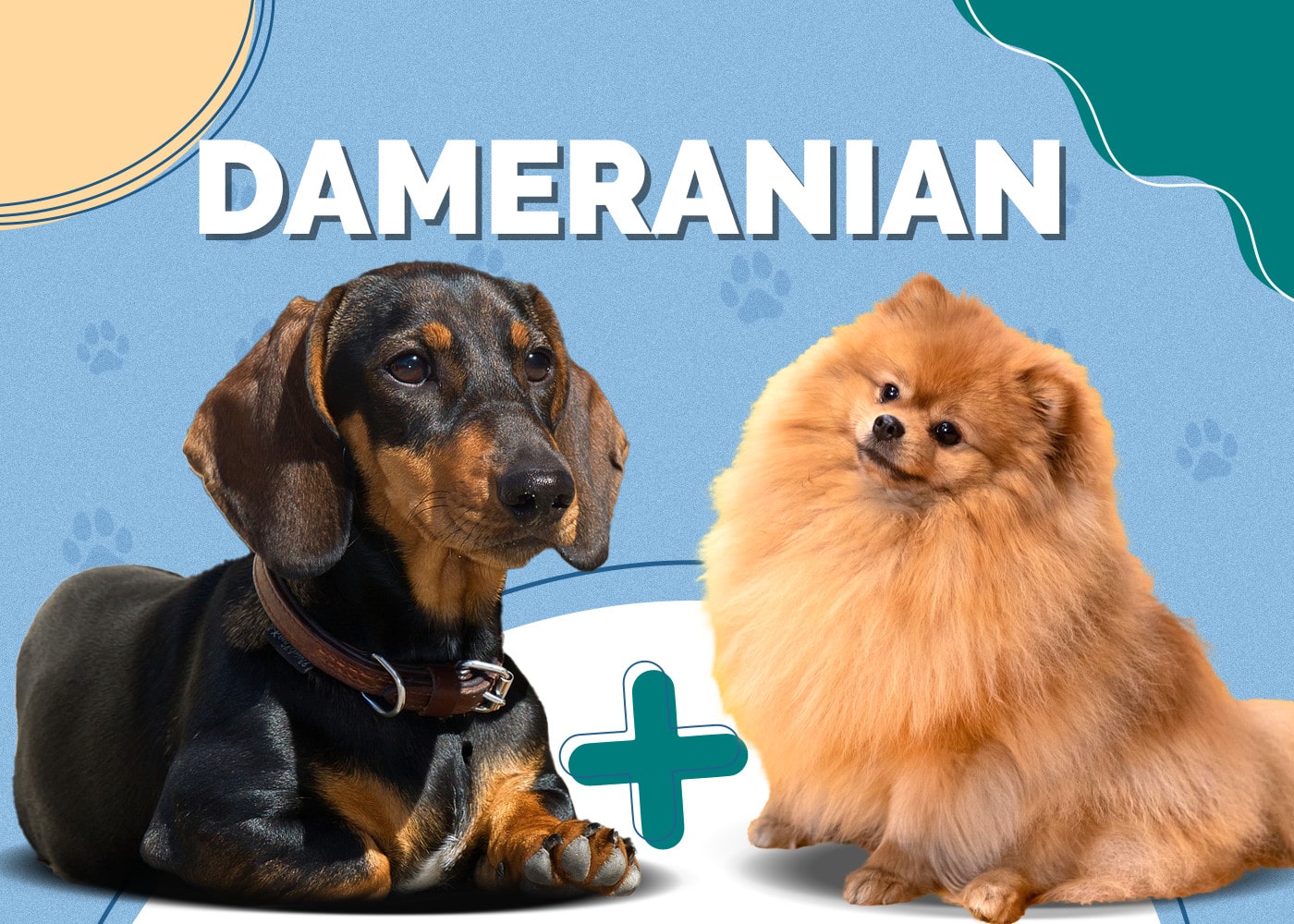 Dameranian (Dachshund & Pomeranian Mix): Info, Pictures, Facts
