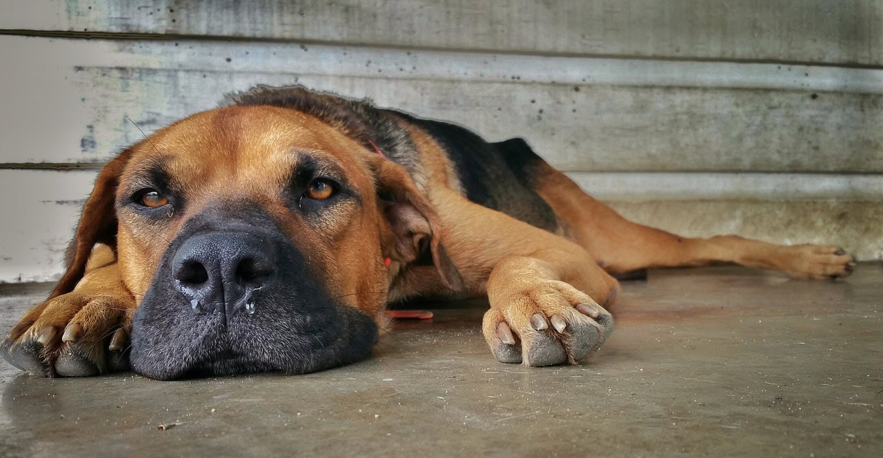 Why Is My Dog's Nose Running? 10 Vet-Reviewed Reasons