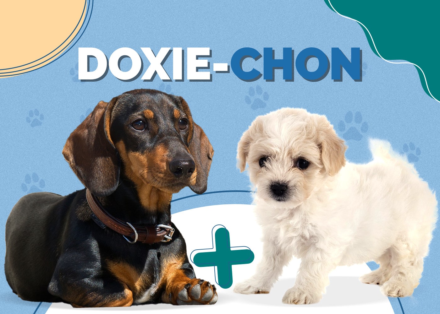 Doxie-Chon (Dachshund & Bichon Frise Mix): Info, Pictures & More