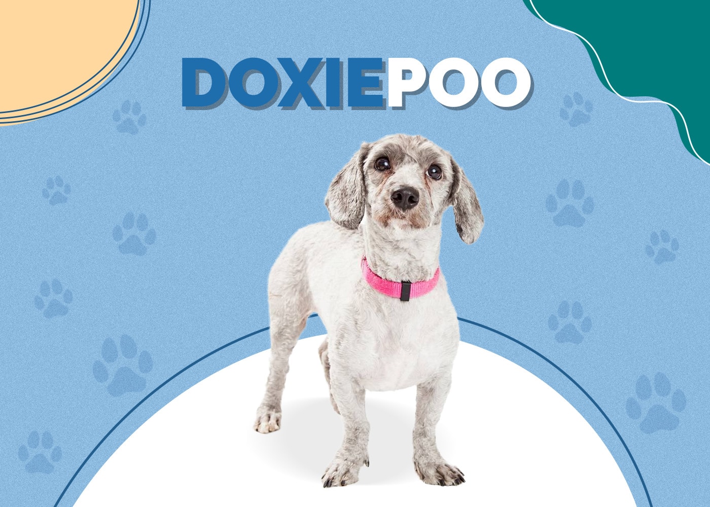 Doxiepoo (Dachshund & Toy Poodle Mix): Info, Pictures & Traits