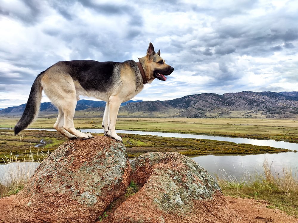 15 Dog Breeds With Long Tails (With Info & Pictures)
