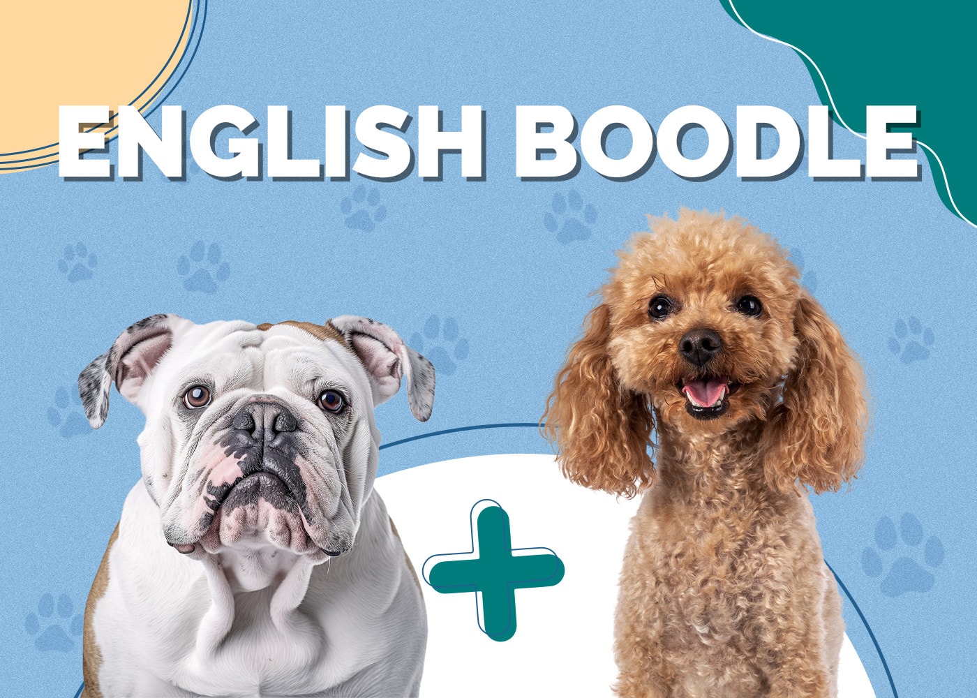 English Boodle (English Bulldog & Poodle Mix): Info, Pictures & Facts