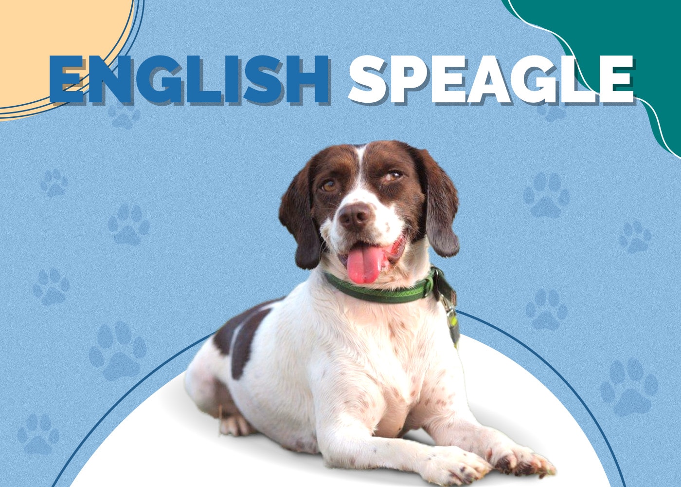 English Speagle (Beagle & English Toy Spaniel Mix) Info, Pictures & More
