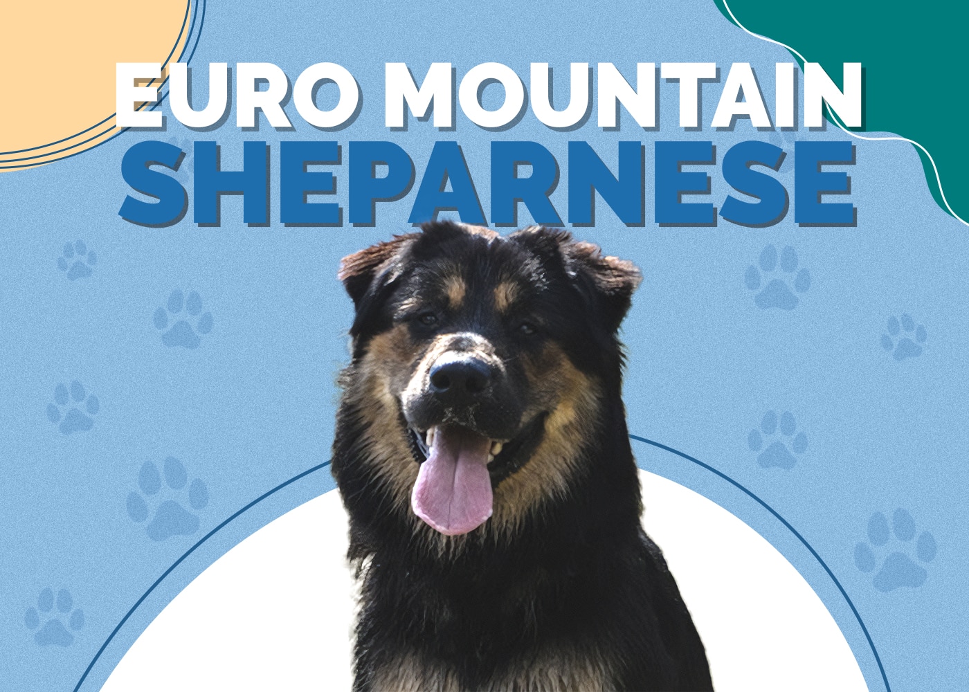 Euro Mountain Sheparnese | Bernese Mountain Dog & German Shepherd Mix: Info, Pictures, Facts, Traits