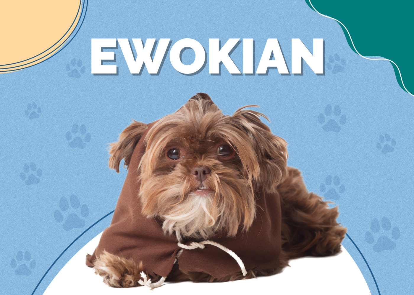 Ewokian (Pomeranian & Havanese Mix): Info, Pictures, Traits