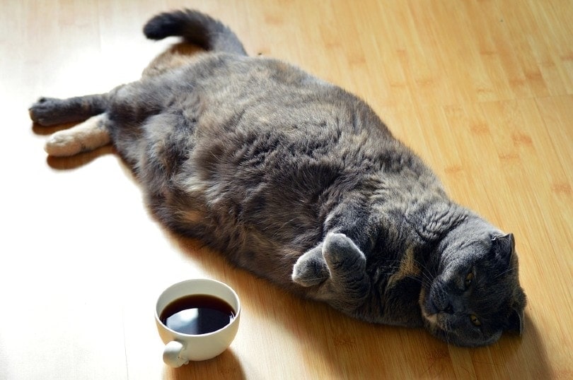 fat cat lying on the floor