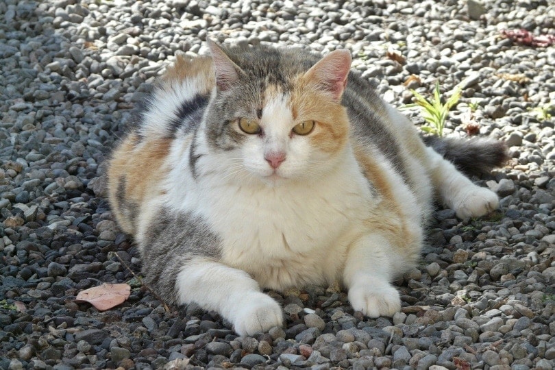 10 Vet-Approved Tips to Prevent Your Cat From Becoming Overweight