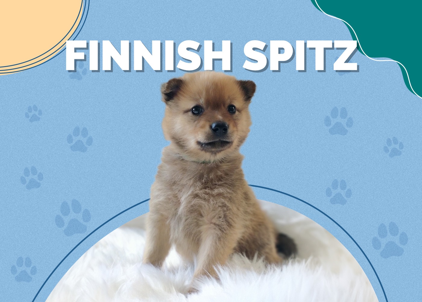 Finnish Spitz Dog Breed: Info, Pictures, Care & More