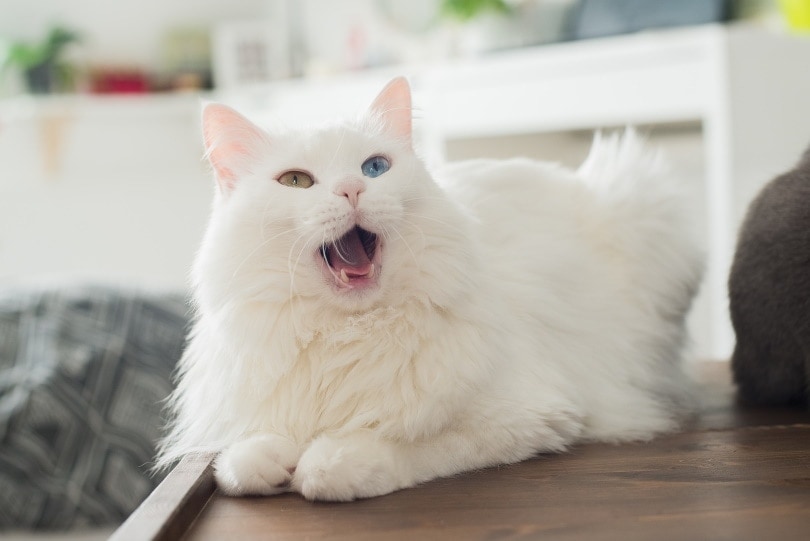 How to Tell if Your Cat Is Deaf? 5 Vet-Approved Signs to Look For