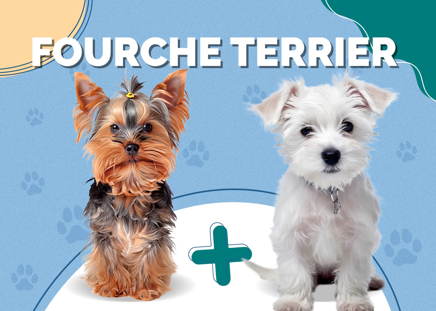 Fourche Terrier (Westie & Yorkie Mix): Info, Pictures, Facts, Traits
