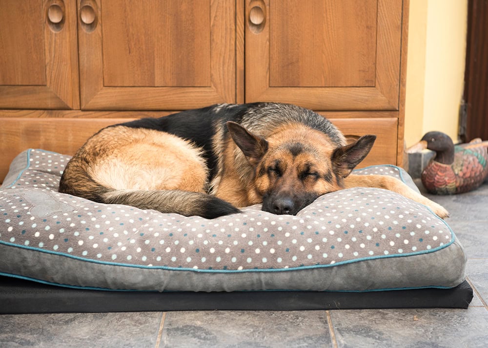 5 Different Types of Dog Beds and Their Differences (With Pictures)