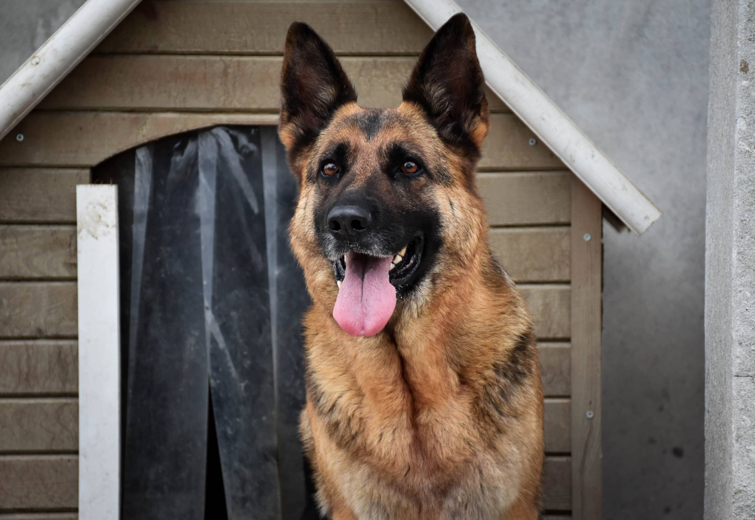 9 Best Insulated Dog Houses for Winter – 2026 Reviews & Top Picks