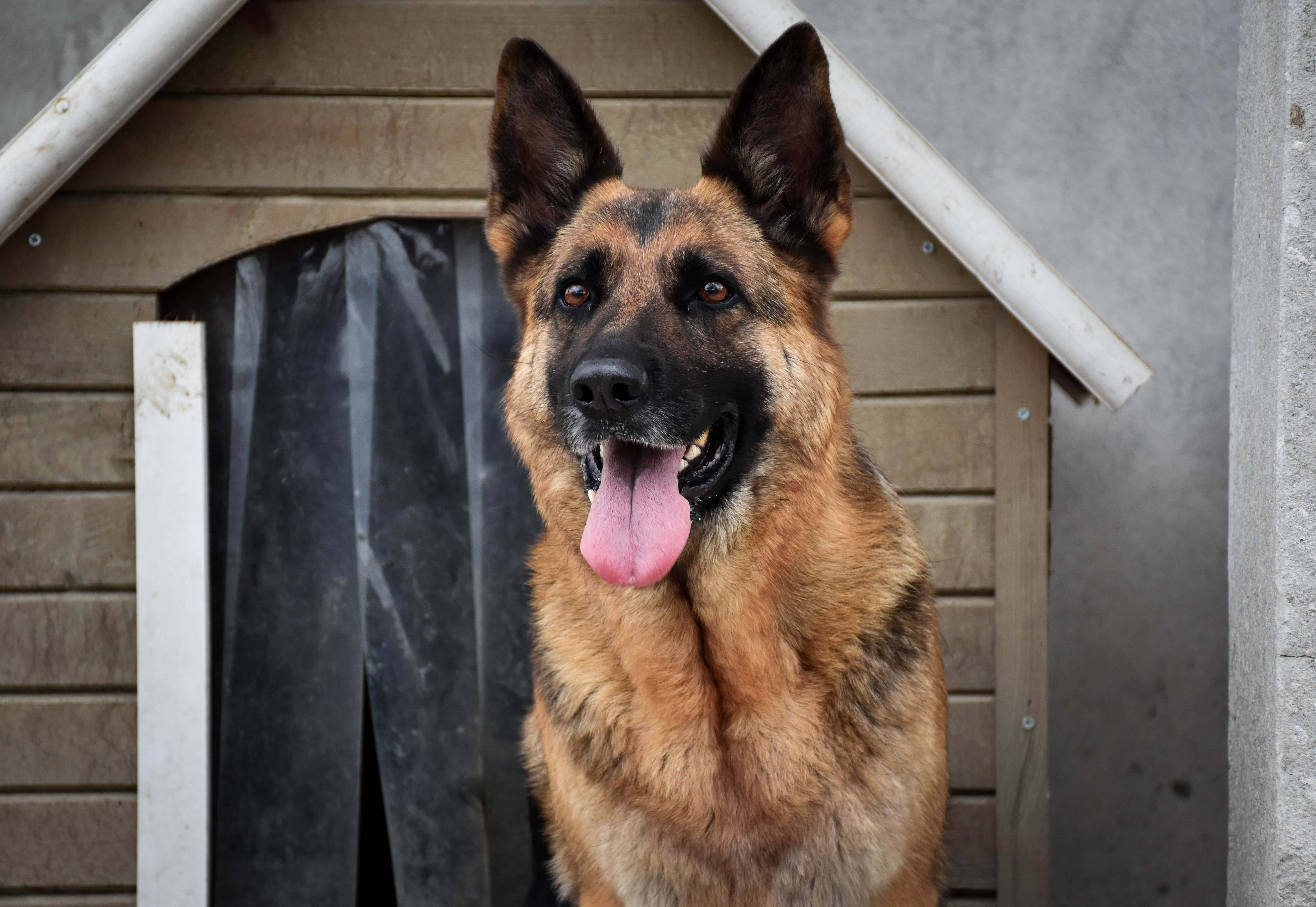 Do German Shepherds Bite Their Owners? Temperament & Personality Traits
