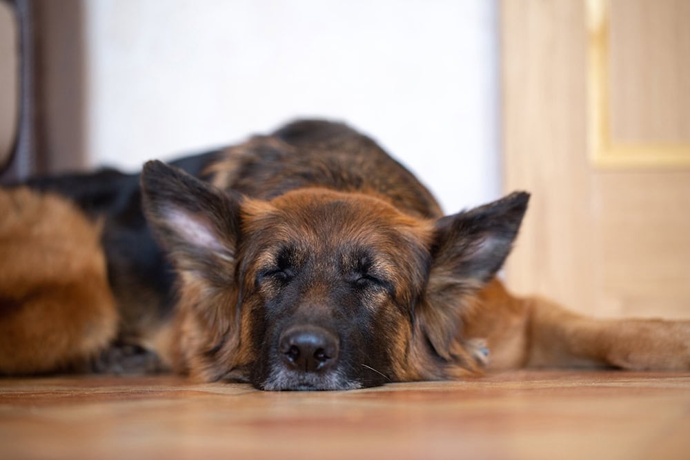 How Much Sleep Does a German Shepherd Need a Day? Vet-Verified Facts & FAQ